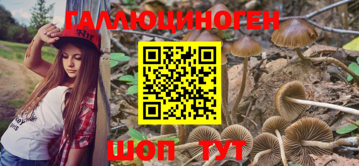 Галлюциногенные грибы Cubensis Нефтекумск